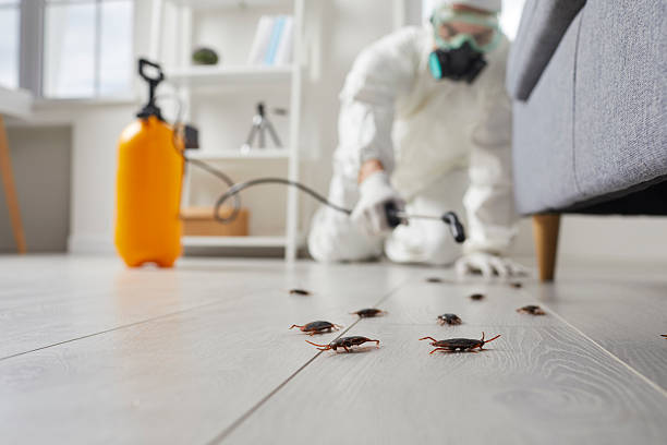 Commercial Kitchen Cockroach Control in Southern View